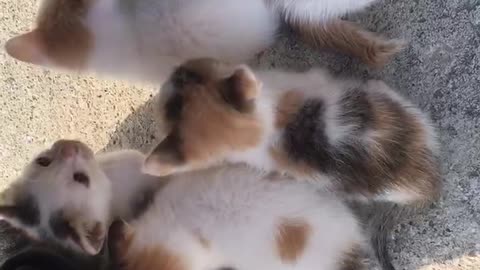 Baby cats hiding under their legs because they are scared