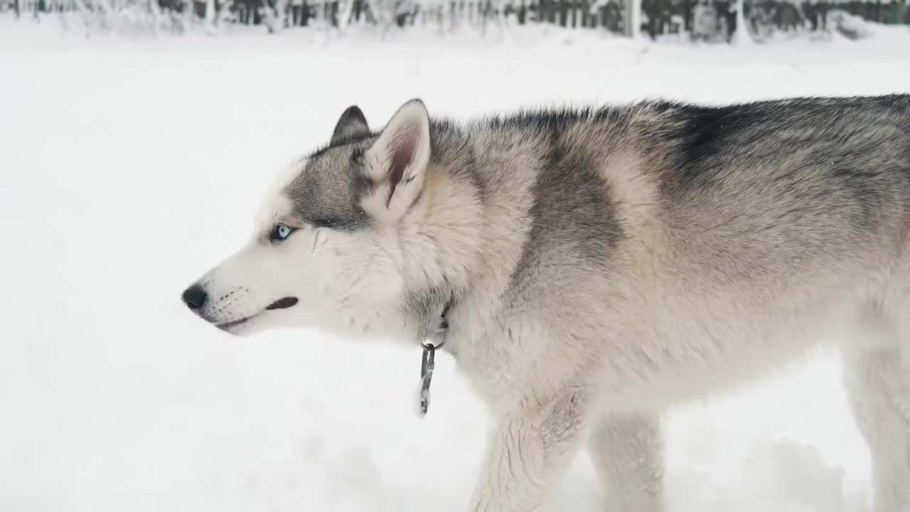 Husky dog is the best Comedian funny animals cute husky dogs funny husky siberian dog