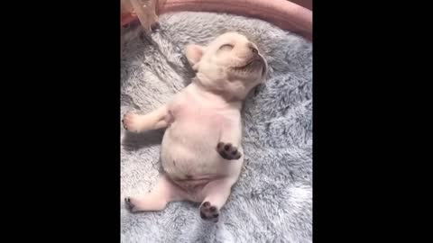 Funniest Animals - Best Of The 2021 Funny Animal Videos #77