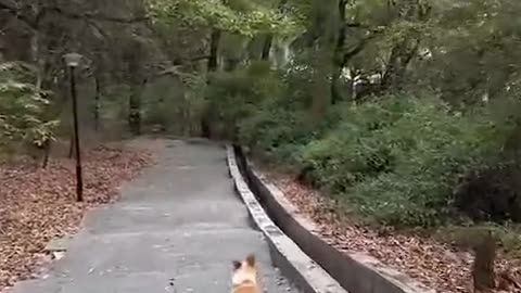 Puppy Skateboarding Motivation