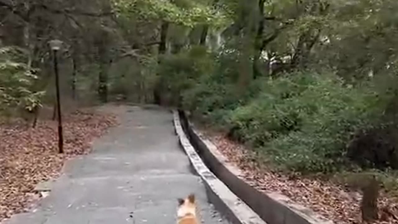 Puppy Skateboarding Motivation