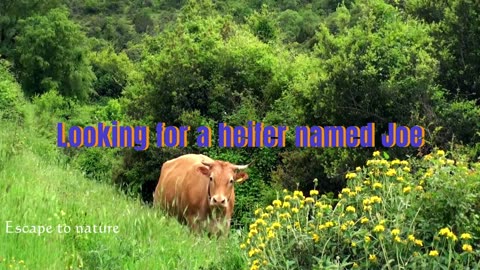 Moo Mooo