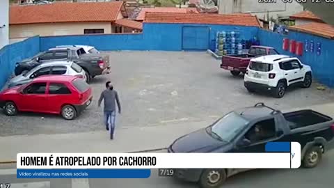 Homem é atropelado por cachorro