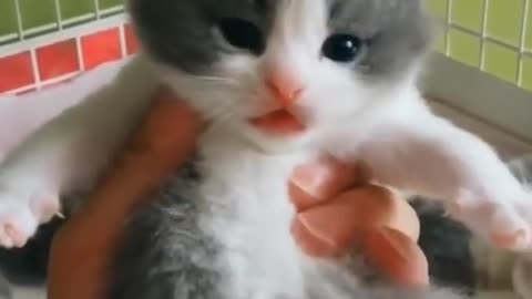 Cute Baby Cats