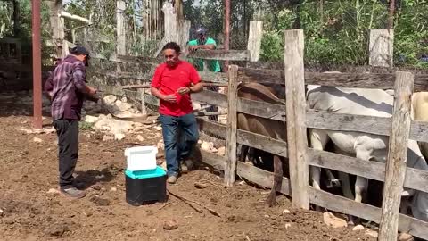 Yaxcabá Mexico president giving my cattle medicine