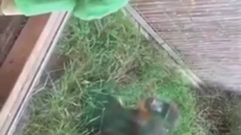 Children Saved By Glass