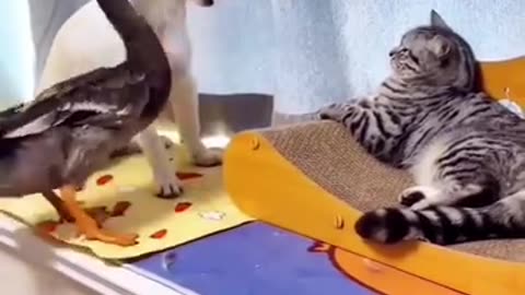 Animals Playing between each other