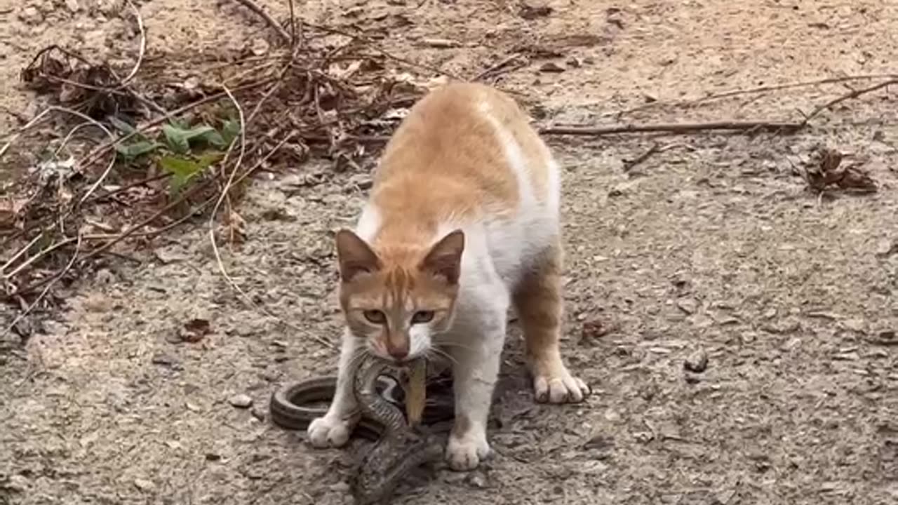 Cat vs snake