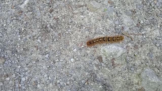 chenille de bombyx