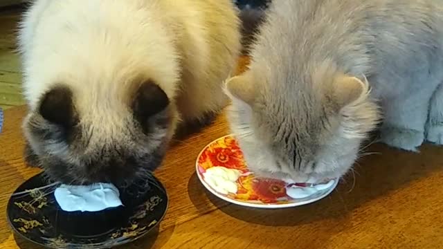 Cats eat sour cream