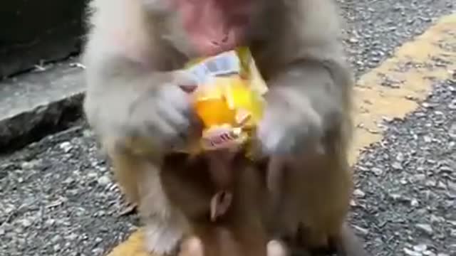 Mother Monkey Ignores Her Cute Baby When Eating