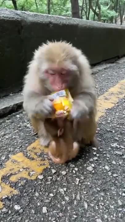 Mother Monkey Ignores Her Cute Baby When Eating