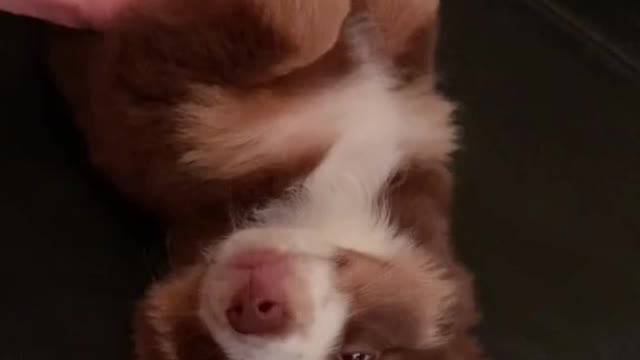 Funniest DOGS of TikTok Compilation ~ Try Not To Laugh ~ Cute Puppies TIK TOK