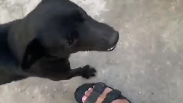 My dog is very happy 2