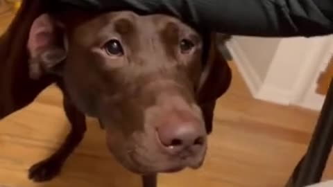 SOO CUTE - THE CUTES DOG