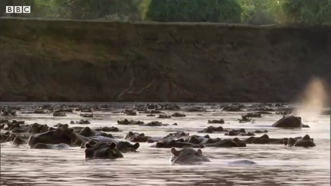 Male Hippo Battles Overlord for Mating Dominance - Life - BBC Earth