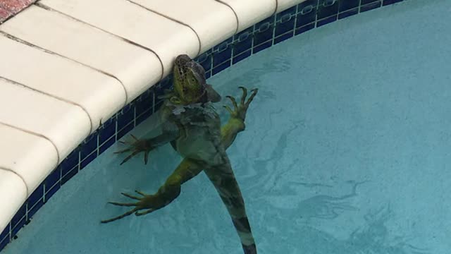 Iguana Stuck in Swimming Pool