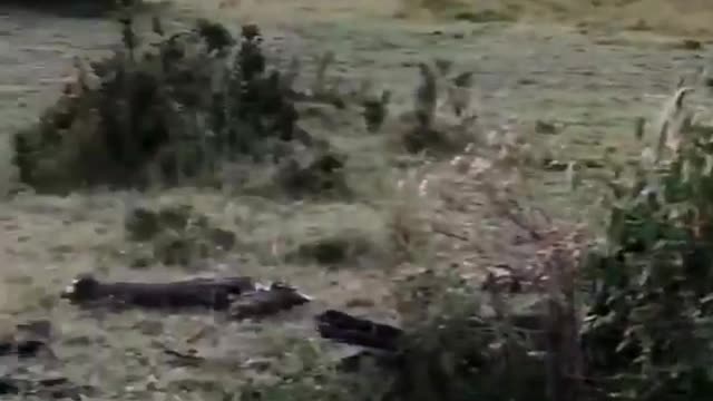 a zebra after a lion attack action animal video