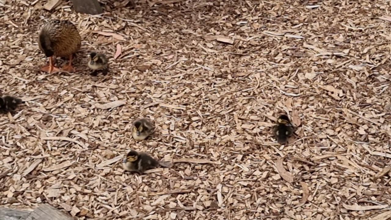 Duck Plus Cute Ducklings In Great Britain.