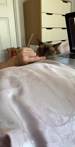 Cute cat on keyboard