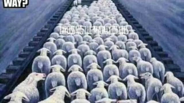 The Sheeple