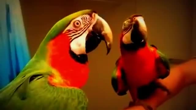 FUNNY SPEAKING PARROT