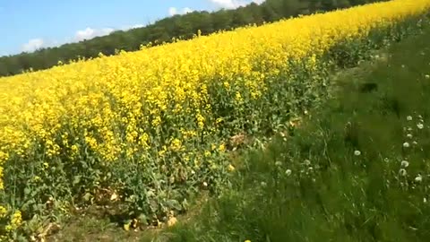 Invid rapsfältet mellan Laröd och Maria park, Helsingborg 20 Maj 2014.