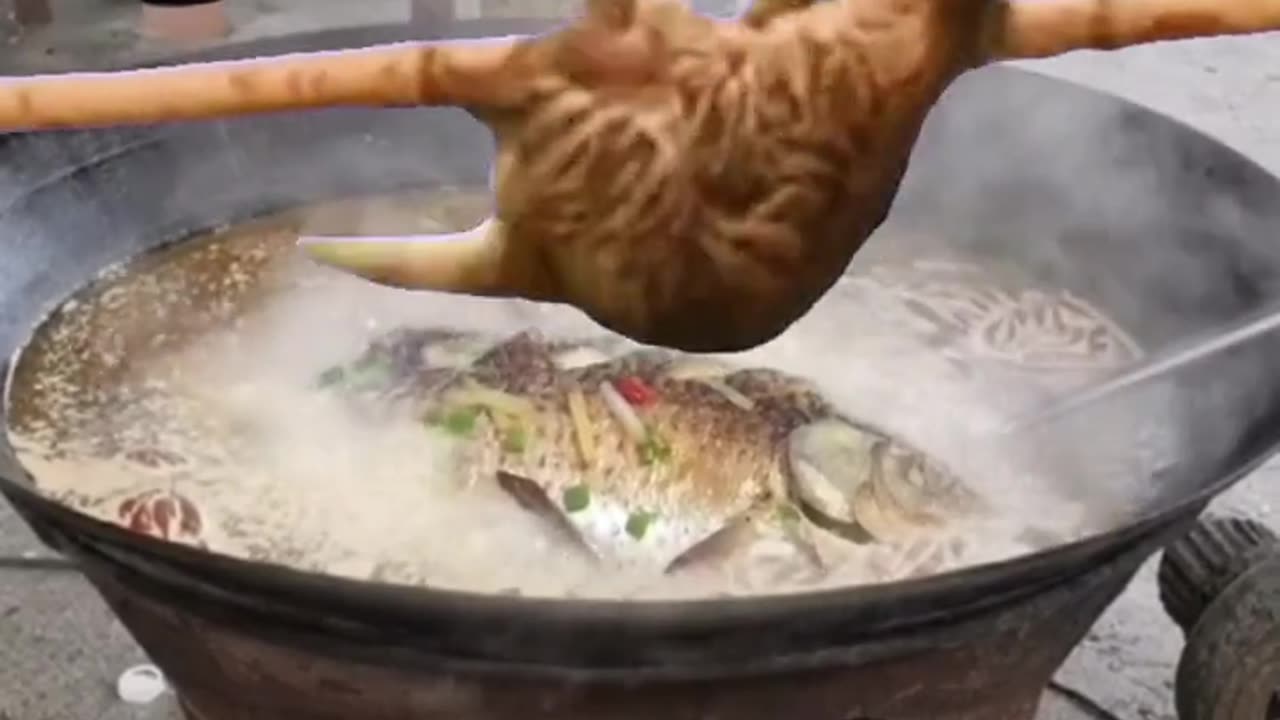 Amazing cat