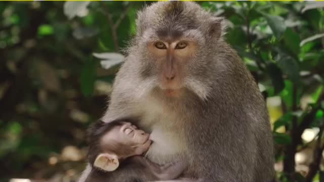 Monkey nursing