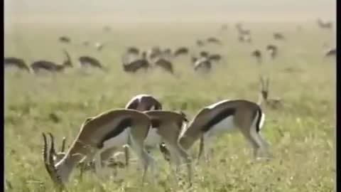 cheetah speed 10000000x