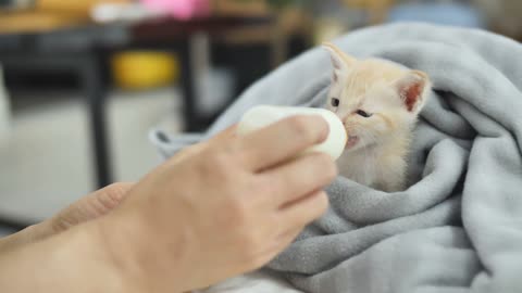 Cat drinking milk