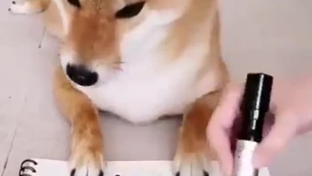 Smart Dog Playing Tic-Tac Toe|| Smart Shiba Inu dog|| Cute dog