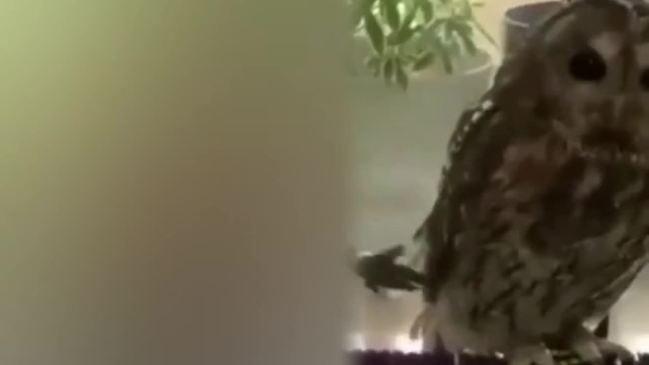 Best funny animal video! Relax with cutieee animal video