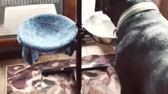 Good Dog...