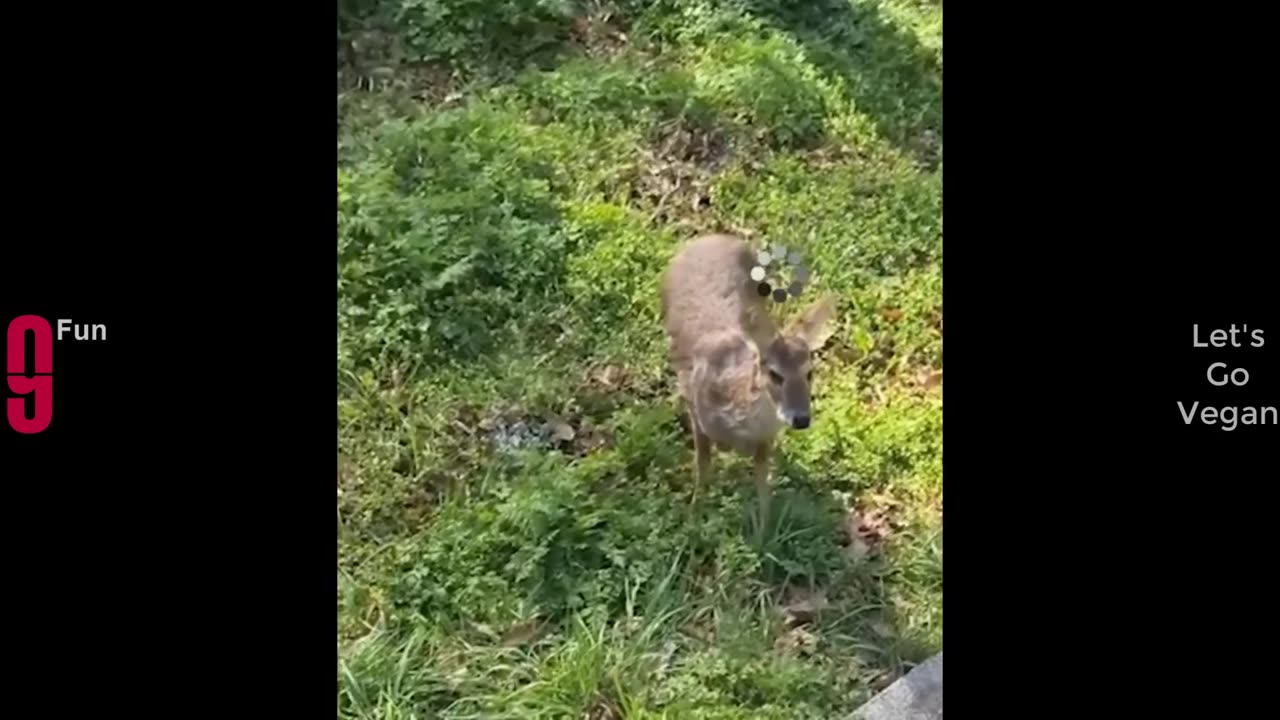 TRY NOT TO LAUGH 😆 Best Funny Videos Compilation 😂😁😆 Memes
