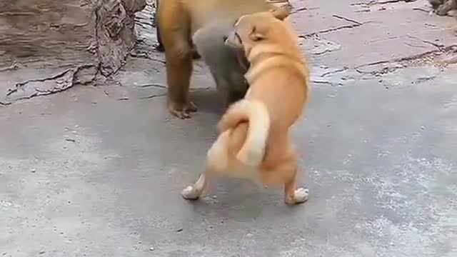 Monkey and dog funny short vdeo