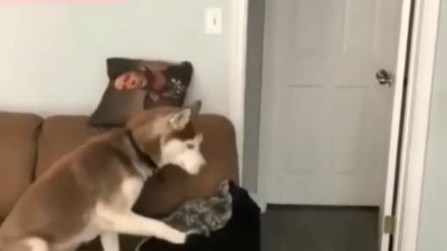 Where did you go funny dig video