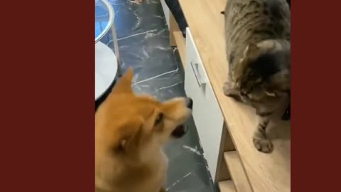 cat and dog funny cute videos compilation funny cats funny cats compilationcats and dogs cute cats