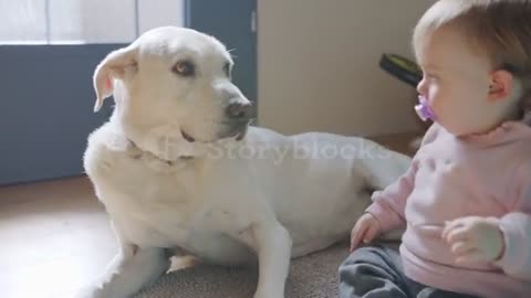 Cute baby petting a big white dog