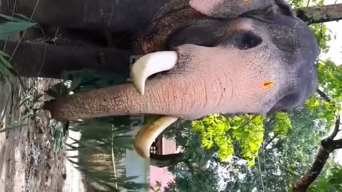 😍😍 #keralaelephants #aanapremi #elephant #sree4elephants #aana #cute (1080p)