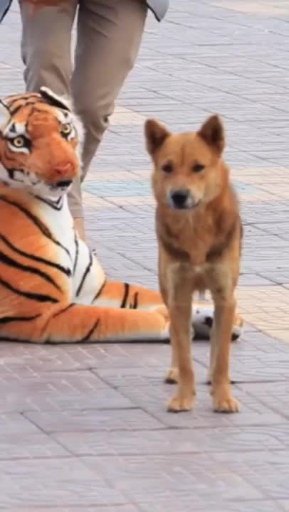 Dog vs tiger who's would win🤣🤣