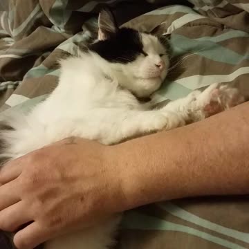 Cat simply melts for belly rubs