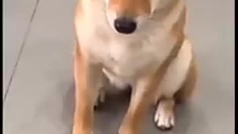 dog in thanks
