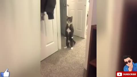 Cat stand like Human funny video