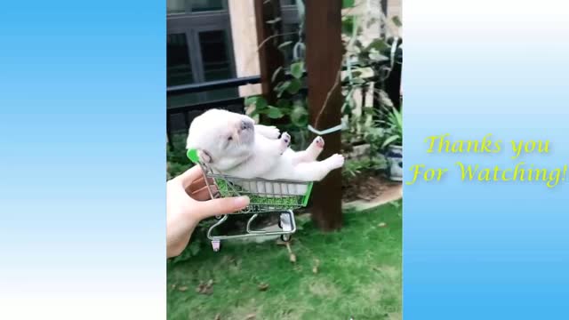 Cute Pets And Funny Animals Compilation #3 Pets Garden