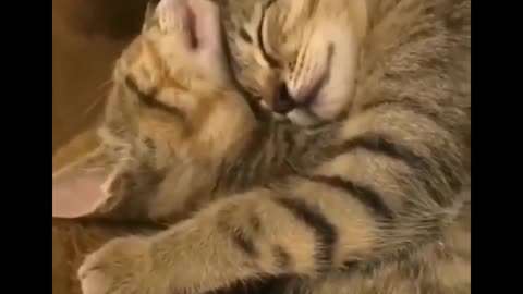 Funny Cats , Kitten, Kitties, Sleeping, For kids