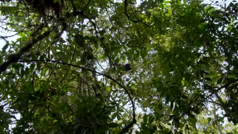 Silverback Gorilla Climbing Fail | Gorilla Family and Me | BBC Earth