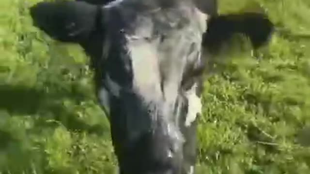 Jumping COW