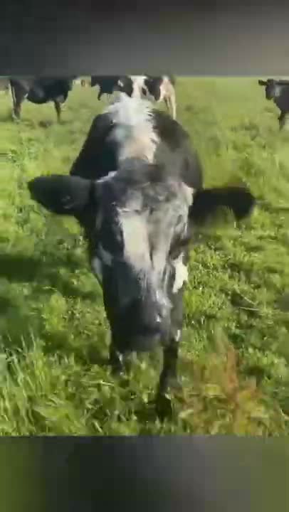 Jumping COW