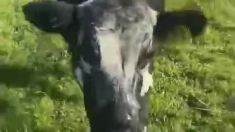 Jumping COW